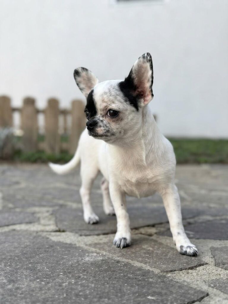 Maksivon Rudy  Una cucciola dolcissima, incredibilmente buona e sempre pronta a giocare. Un piccolo raggio di sole che riempie ogni giorno di allegria e amore infinito